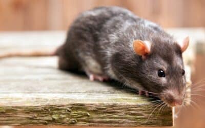 Don’t Ignore Rats In Your Home