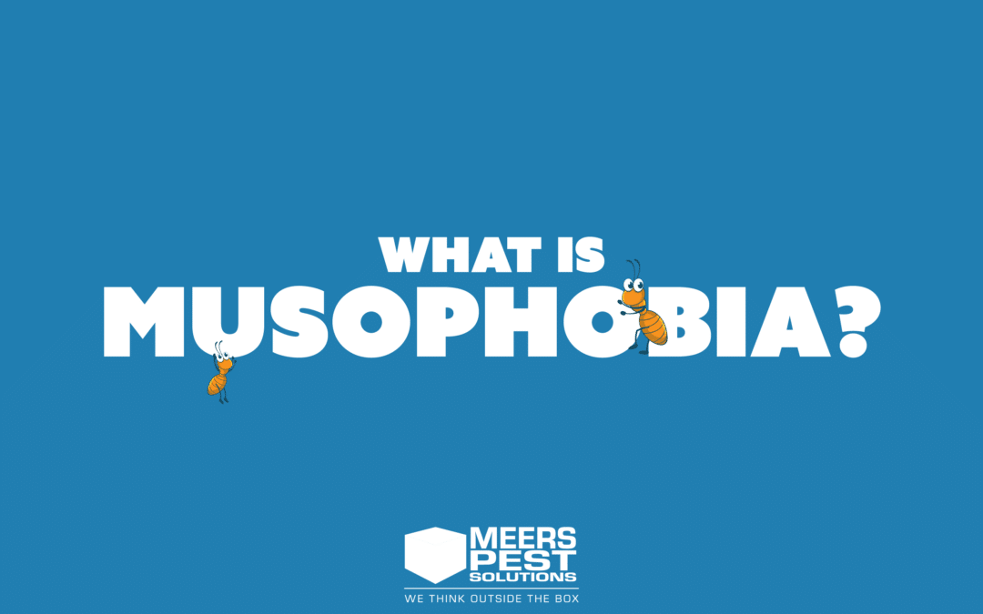 What Is Musophobia? (How Pest Management Can Help)