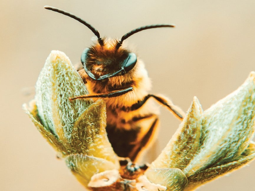 The Importance of Bees In Our Ecosystem