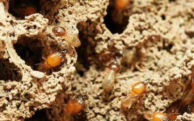 Summer Pests: Watch Out For Termites!