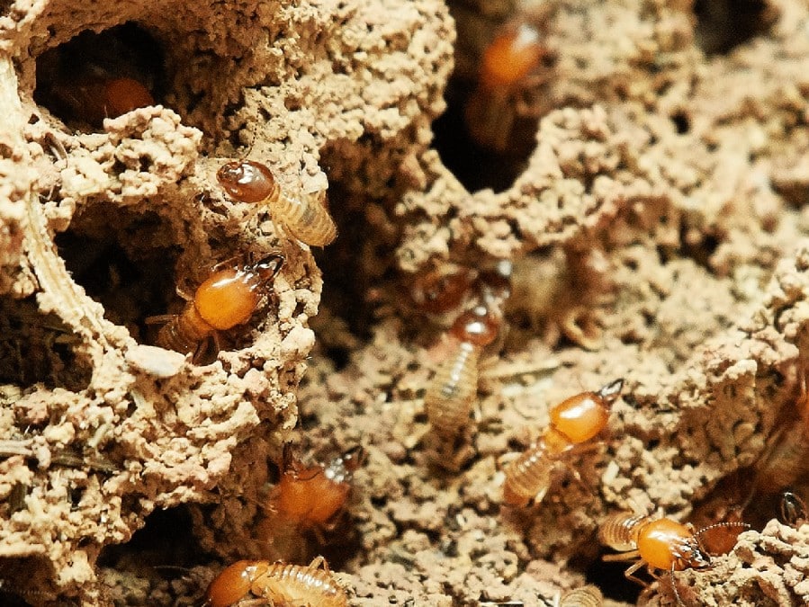 Summer Pests: Watch Out For Termites!