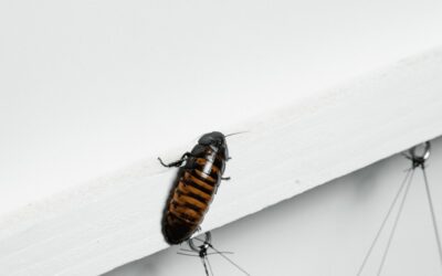 Creepy Crawlies: Cockroaches
