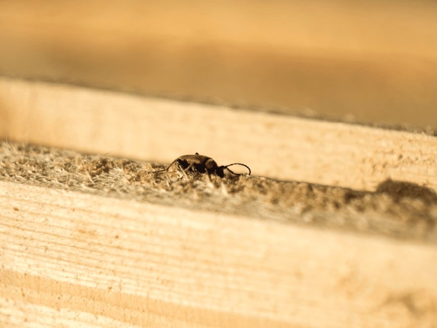 Why You Should Get a New Home Pest Inspection