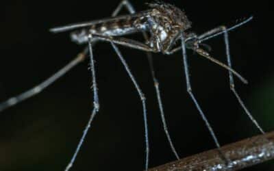 Summer Pests: Mosquitos