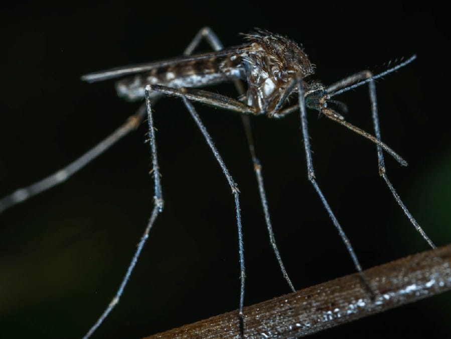 Summer Pests: Mosquitos