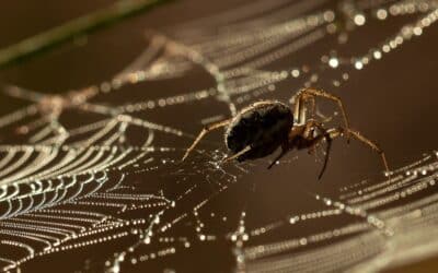 Most Common Types Of Spiders In Homes
