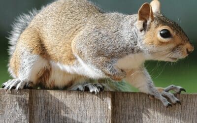 Squirrel Pest Control Management
