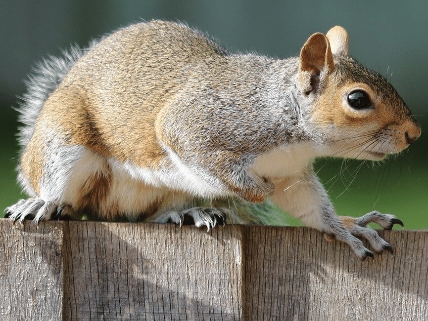Squirrel Pest Control Management