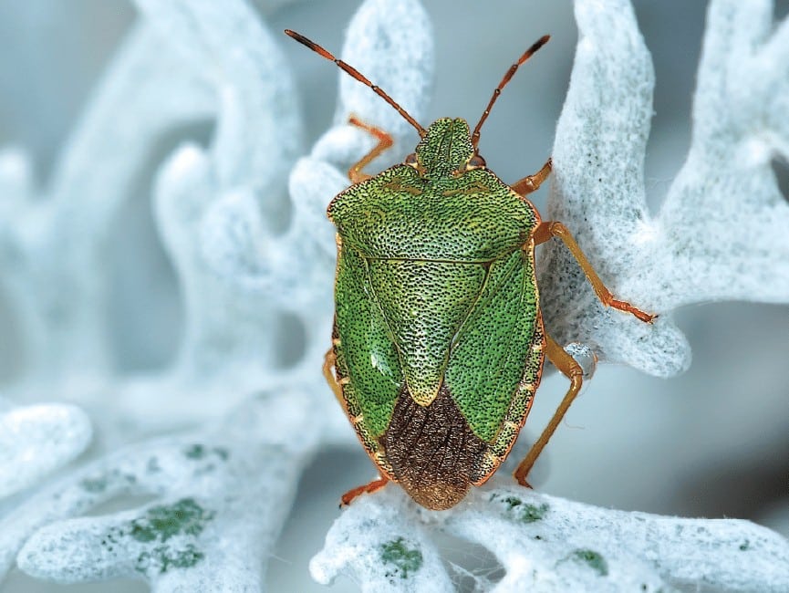 Is Pest Control Important in the Winter?