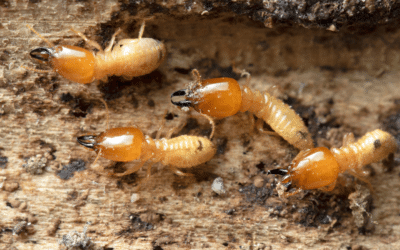 Termites: Signs of an Infestation & the 16 Things You Need To Know